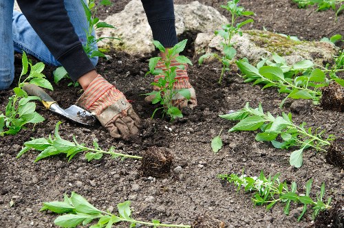 Lawn care and pruning work in a Parsonsgreen residential garden
